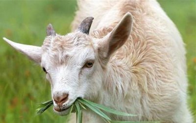 ​绵羊肉好吃还是山羊肉好吃啊（山羊肉和绵羊肉哪个更好吃？养殖户：不明白这3