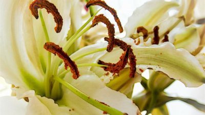 ​百合花怎么养？教你简单几招，不蔫还能蹭蹭长！