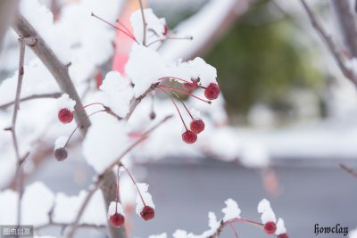 ​描写雪的文章好句子（读什么 | 著名作家关于“雪”的7句经典)