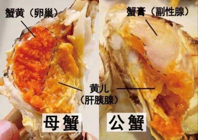 ​蟹黄和蟹膏的对比，哪个更营养？