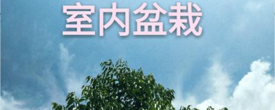 ​室内适合养什么植物