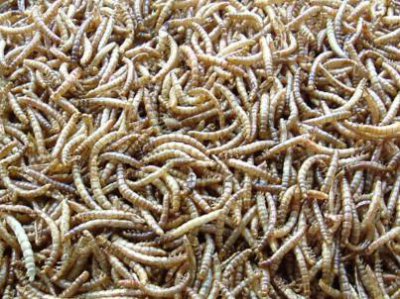 ​黄粉虫的养殖方法