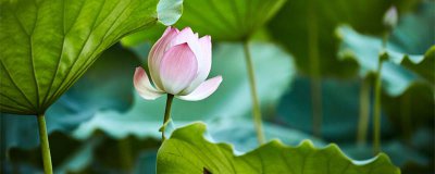 ​夏至有什么花