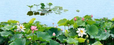 ​夏至有什么现象