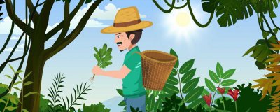 ​叶菾菜的营养价值及营养成分