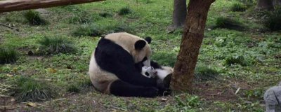 ​大熊猫的特点是什么