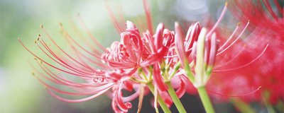 ​彼岸花的花语是什么