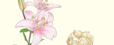 ​母亲节送花送什么花