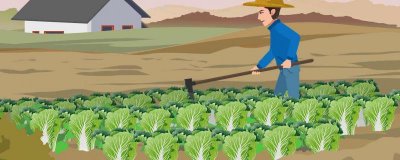 ​苤蓝的营养价值及营养成分