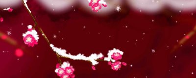​梅花的品质