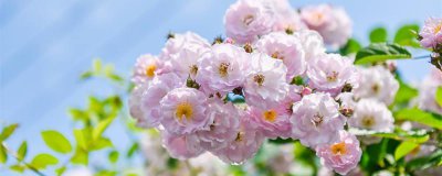 ​蔷薇花几年能爬满墙