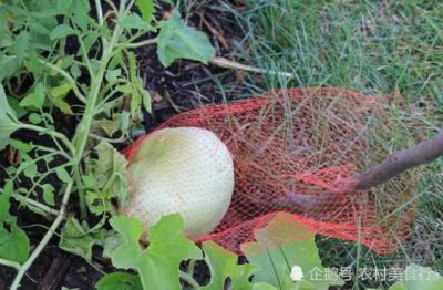 ​它原产于兰州，吃起来甜如蜜，夏天上市生意火爆，去兰州一定要吃