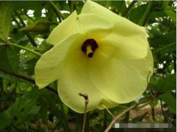 它叫“菜芙蓉”花朵好看又能吃，过去农民不重视，如今一斤上百元