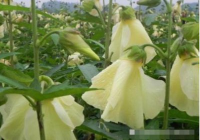 ​它叫“菜芙蓉”花朵好看又能吃，过去农民不重视，如今一斤上百元