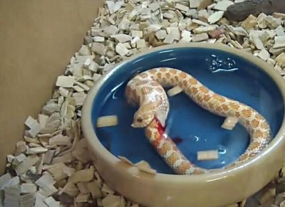 ​男子看见蛇居然自己吃自己，专家检查后男子笑了
