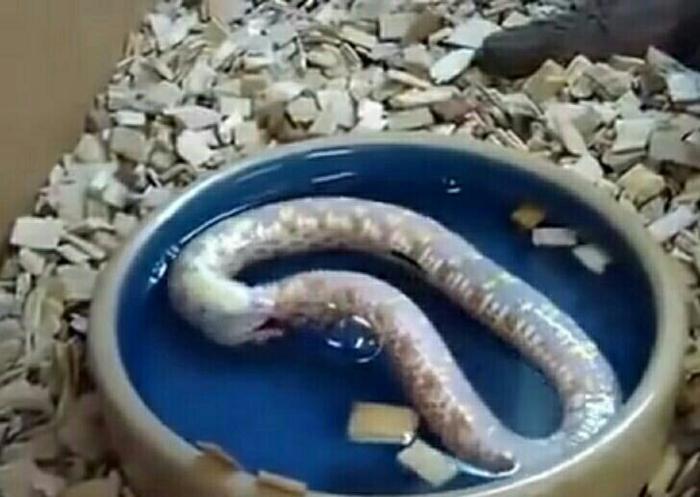 男子看见蛇居然自己吃自己，专家检查后男子笑了