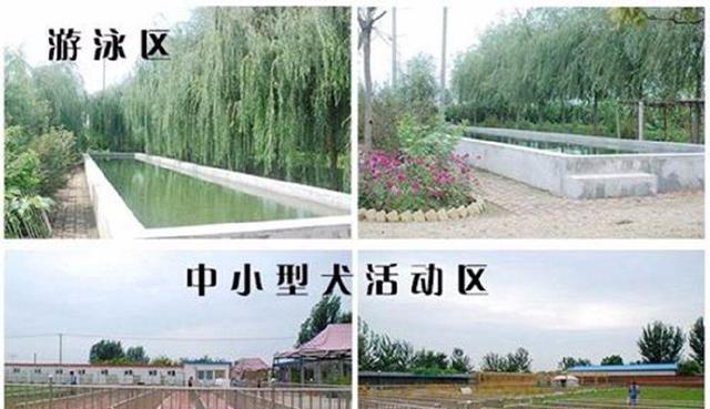 男子网上买二哈，28块钱一只还包邮，收到货后彻底懵逼了！