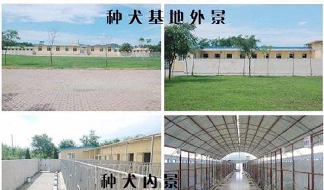 男子网上买二哈，28块钱一只还包邮，收到货后彻底懵逼了！