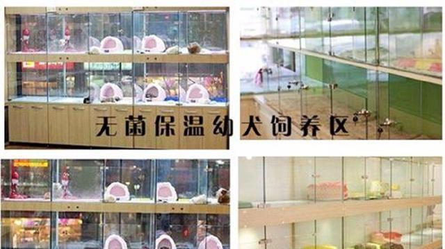 男子网上买二哈，28块钱一只还包邮，收到货后彻底懵逼了！