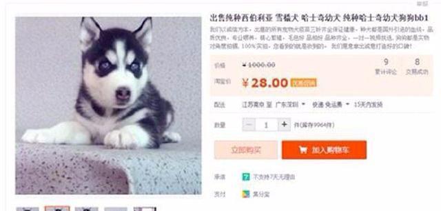 男子网上买二哈，28块钱一只还包邮，收到货后彻底懵逼了！