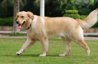 ​犬瘟试纸怎么用
