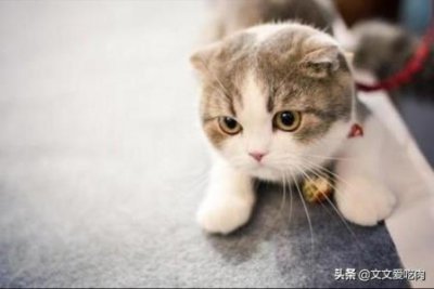 ​给猫咪剪指甲，你剪对了么？是不是家养的猫咪就一定要剪指甲？