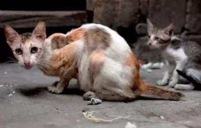 ​纯正的拉布拉多犬纯正拉布拉多犬价格表