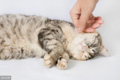 ​猫咪发烧了，怎么办？猫发烧在家怎么退烧