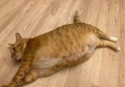 ​猫可以喝酸奶吗？猫能不能喝酸奶