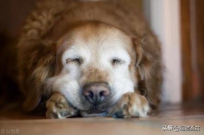 ​为什么猫咬人了猫会死为什么猫咬完人后会死