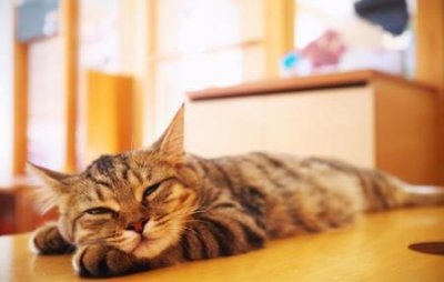 ​猫咪跳蚤圈有用吗？猫圈对杀跳蚤有用吗？