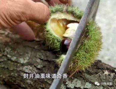 ​广东封开一种特别的栗子 直接生吃清甜爽脆 焖鸡肉味道更是一绝