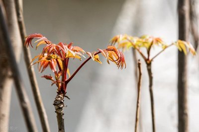 ​你知道香椿在风水上怎么讲么？喜欢吃香椿的一定要知道怎么栽