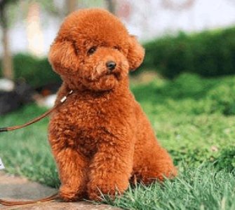 ​这6种狗狗便宜又好养，最后一种一百块钱都不到