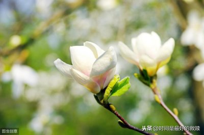 ​心软是病，情深致命！