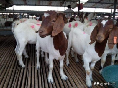 ​养羊50只一年赚多少钱，圈养100只羊一年的利润！利润是多少？