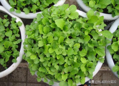 ​家庭自制杀虫剂，简单又安全，蔬菜长得壮