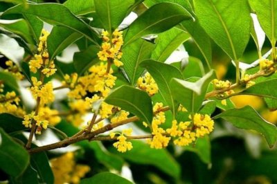 ​秋天开花的植物有哪些？秋季养这些花卉观叶赏花两不误