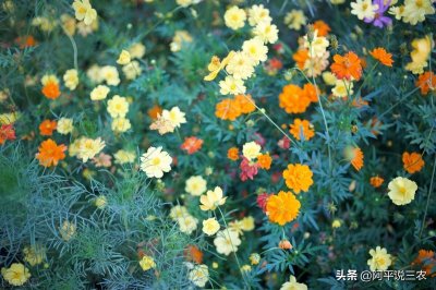 ​今天是夏至，农谚：夏至三庚数头伏！什么意思？