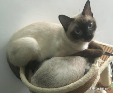 ​全世界最著名的宠物猫、短毛猫中的贵族-暹罗猫，你喜欢吗？