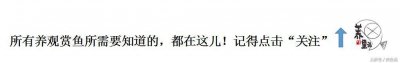 ​白金马赛克孔雀鱼，在阳光底下会闪光的孔雀鱼