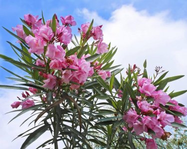 ​生活中常见的18种有毒植物