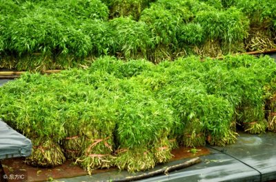 ​寻味中国：一道闻名遐尔，风味独特的优良野菜-泥蒿