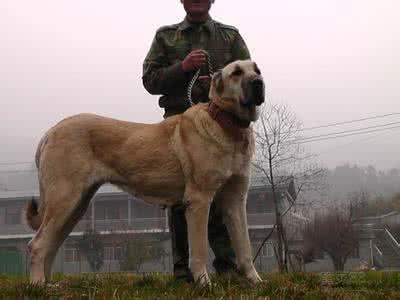 世界上战斗力最强名犬排名