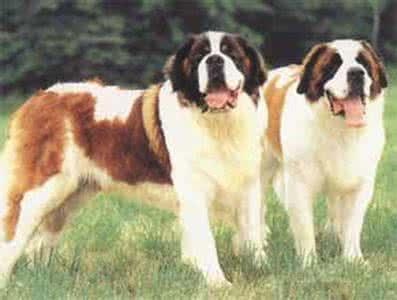 世界上战斗力最强名犬排名