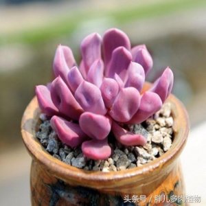 ​胖儿说多肉之：丘比特