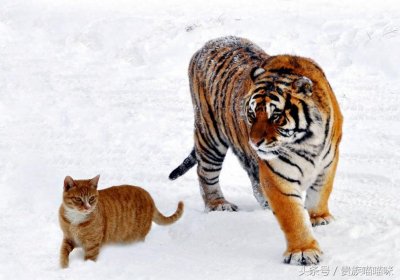 ​猫和老虎的关系有多近？