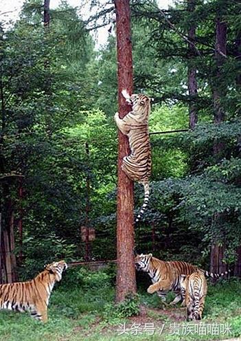 猫和老虎的关系有多近？