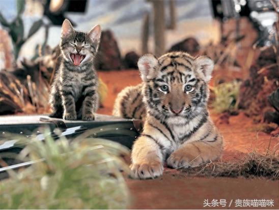 猫和老虎的关系有多近？