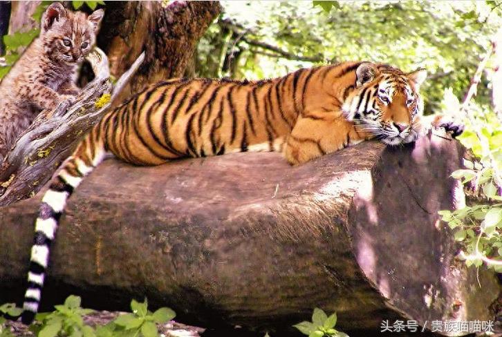 猫和老虎的关系有多近？